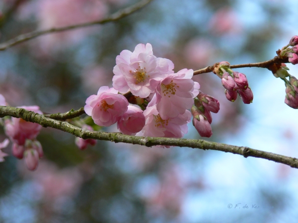 Bois des Moutiers (70) mars 2012